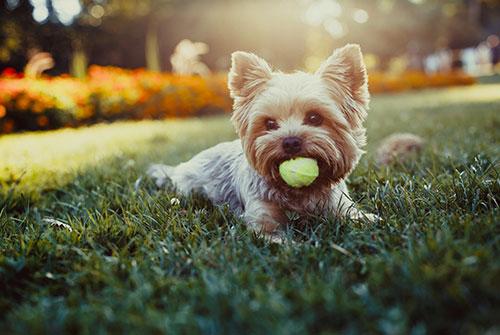 Close up of small dog with tennis ball in mouth